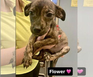 Mutt Dogs for adoption in Brewster, NY, USA