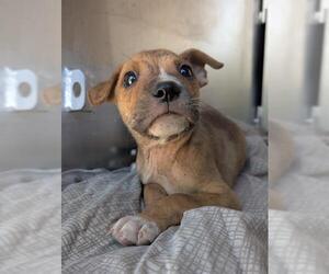 Mutt Dogs for adoption in San Antonio, TX, USA