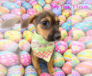 Chihuahua-Unknown Mix Dogs for adoption in Jackson Township, NJ, USA