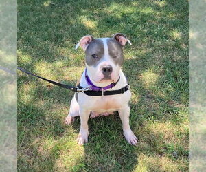 American Pit Bull Terrier Dogs for adoption in Boston, MA, USA