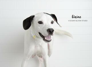 Dalmatian-Labrador Retriever Mix Dogs for adoption in Littleton, CO, USA