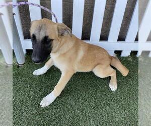 Anatolian Shepherd-Unknown Mix Dogs for adoption in Modesto, CA, USA