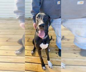 Great Dane Dogs for adoption in Fairmont, WV, USA