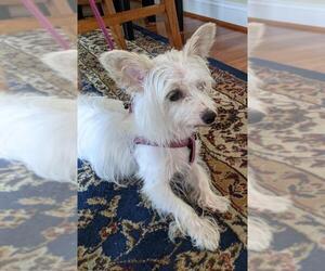 Maltese-Unknown Mix Dogs for adoption in West Milton, PA, USA
