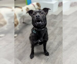 Boxador Dogs for adoption in Maple Grove, MN, USA