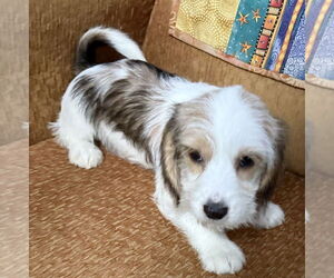 Beagle-Unknown Mix Dogs for adoption in Mundelein, IL, USA