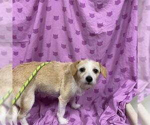 Cairn Terrier-Unknown Mix Dogs for adoption in Modesto, CA, USA