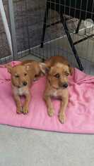 Mutt Dogs for adoption in Livermore, CA, USA