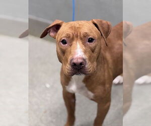 Mutt Dogs for adoption in Las Vegas, NV, USA