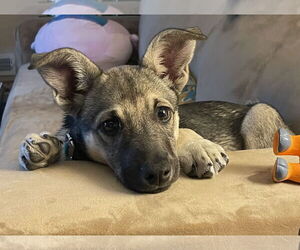 Shepradors Dogs for adoption in Princeton, MN, USA