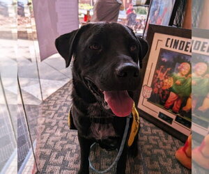 Labrador Retriever Dogs for adoption in garner, NC, USA