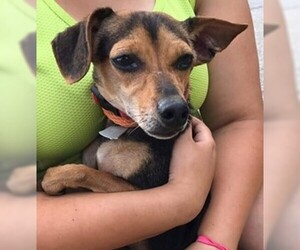 Rat Terrier Dogs for adoption in Southampton, NY, USA