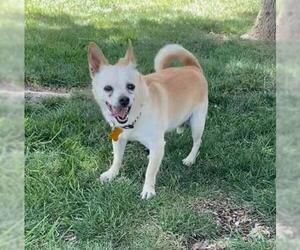 Chiranian Dogs for adoption in Colorado Springs, CO, USA