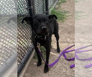 Miniature Schnauzer-Unknown Mix Dogs for adoption in San Antonio, TX, USA
