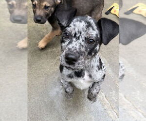 Catahoula Leopard Dog-Unknown Mix Dogs for adoption in Elmsford, NY, USA