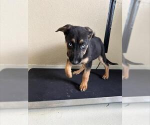 German Shepherd Dog-Unknown Mix Dogs for adoption in Santa Cruz, CA, USA