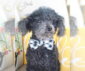 Poodle (Miniature) Dogs for adoption in Benton, LA, USA