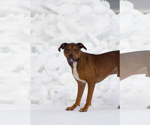 Labrador Retriever-Unknown Mix Dogs for adoption in Rustburg, VA, USA