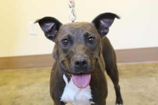 Bulldog Dogs for adoption in Brunswick, GA, USA