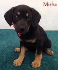 Medium Photo #1 Beagle-Rottweiler Mix Puppy For Sale in San Diego, CA, USA