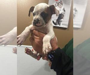 Boxer-Unknown Mix Dogs for adoption in Riverside, CA, USA