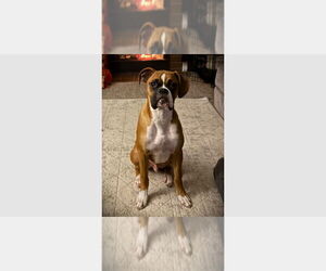 Boxer Dogs for adoption in Austin, TX, USA