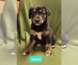 Mutt Dogs for adoption in Richmond, IN, USA