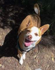 Chi-Corgi Dogs for adoption in Temecula, CA, USA