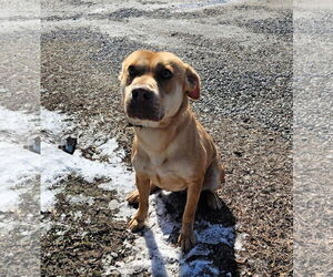 Mutt Dogs for adoption in Shelburne, VT, USA