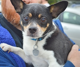 Medium Photo #1 Rat-Cha Puppy For Sale in Livonia, MI, USA