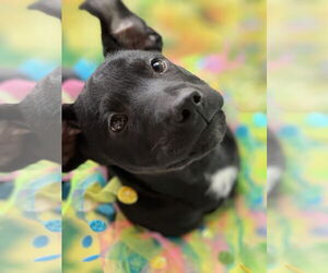 Chinese Shar-Pei-Labrador Retriever Mix Dogs for adoption in Jefferson, NJ, USA