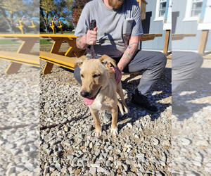 Labrador Retriever-Unknown Mix Dogs for adoption in Linton, IN, USA