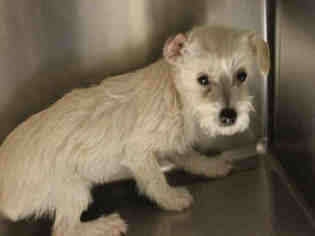 Cairn Terrier Dogs for adoption in Modesto, CA, USA