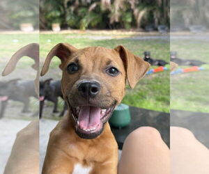 Mutt Dogs for adoption in Royal Palm Beach, FL, USA