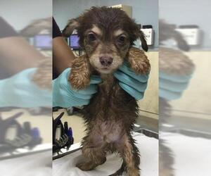 Mutt Dogs for adoption in Riverside, CA, USA