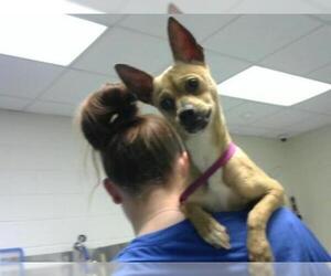 Chihuahua Dogs for adoption in Fayetteville, NC, USA