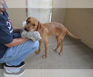 Unknown-Vizsla Mix Dogs for adoption in McKinney, TX, USA