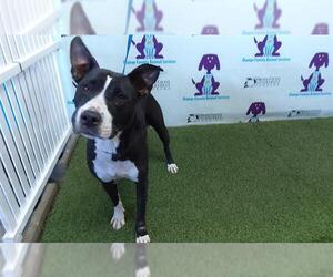 American Pit Bull Terrier-Unknown Mix Dogs for adoption in Orlando, FL, USA