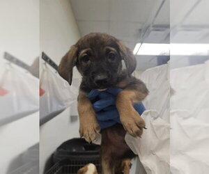 Anatolian Shepherd Dogs for adoption in Conroe, TX, USA