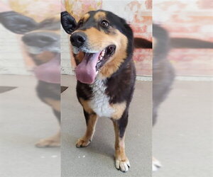 German Shepherd Dog Dogs for adoption in San Bernardino, CA, USA