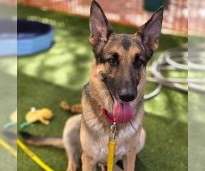 German Shepherd Dog-Unknown Mix Dogs for adoption in Las Vegas, NV, USA