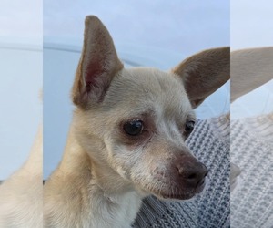 Chihuahua-Unknown Mix Dogs for adoption in Mukwonago, WI, USA