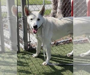 Siberian Husky-Unknown Mix Dogs for adoption in Downey, CA, USA