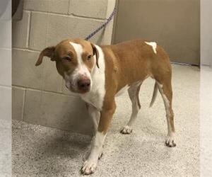 American Pit Bull Terrier-Unknown Mix Dogs for adoption in Conroe, TX, USA