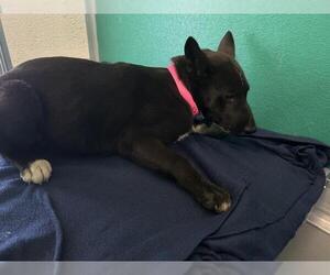 Border Collie-Unknown Mix Dogs for adoption in Visalia, CA, USA