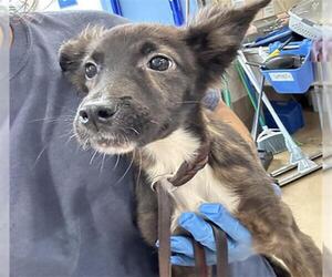 Dutch Shepherd -Unknown Mix Dogs for adoption in Chula Vista, CA, USA