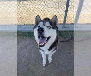 Siberian Husky Dogs for adoption in Bakersfield, CA, USA