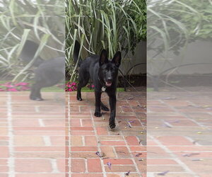 German Shepherd Dog Dogs for adoption in Cupertino, CA, USA