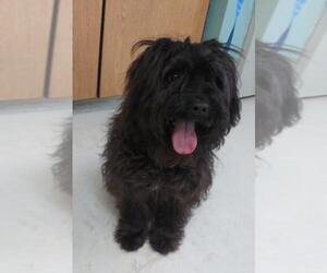Lhasa-Poo Dogs for adoption in Santa Cruz, CA, USA