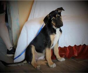 German Shepherd Dog Dogs for adoption in Rockaway, NJ, USA
